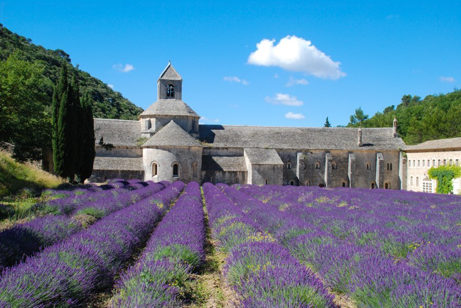 Abbaye de Sénanque lavender field france province