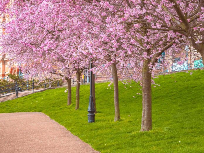 Alexandra Palace cherry blossom