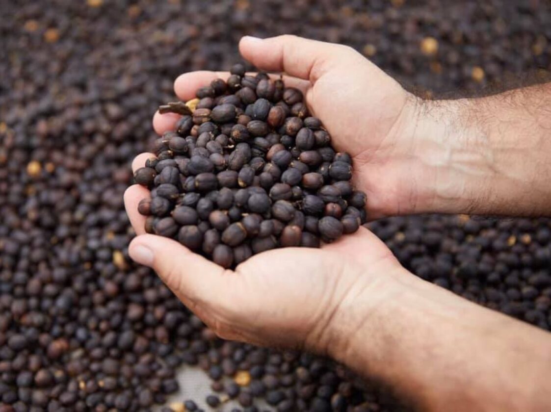 Black Ivory Coffee World's Rarest & Most Expensive Coffee