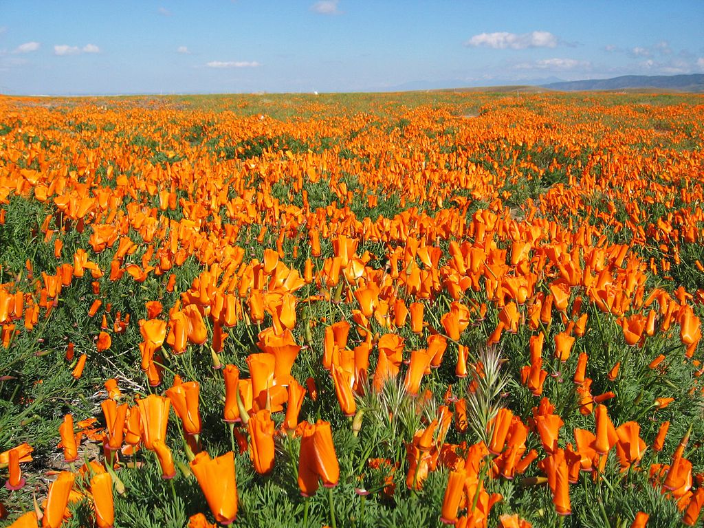 California Golden Poppies California