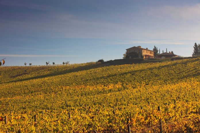 Castiglion del Bosco Tuscany wine harvest