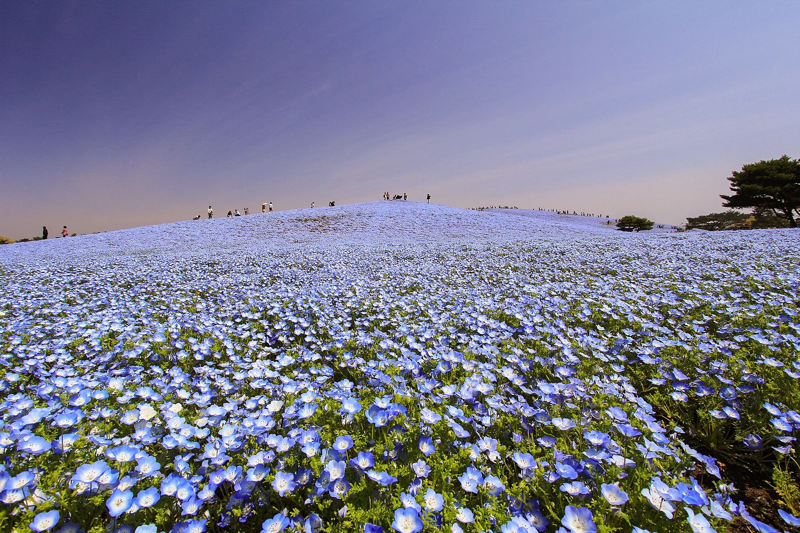 Hitachi Seaside Park Japan Spring