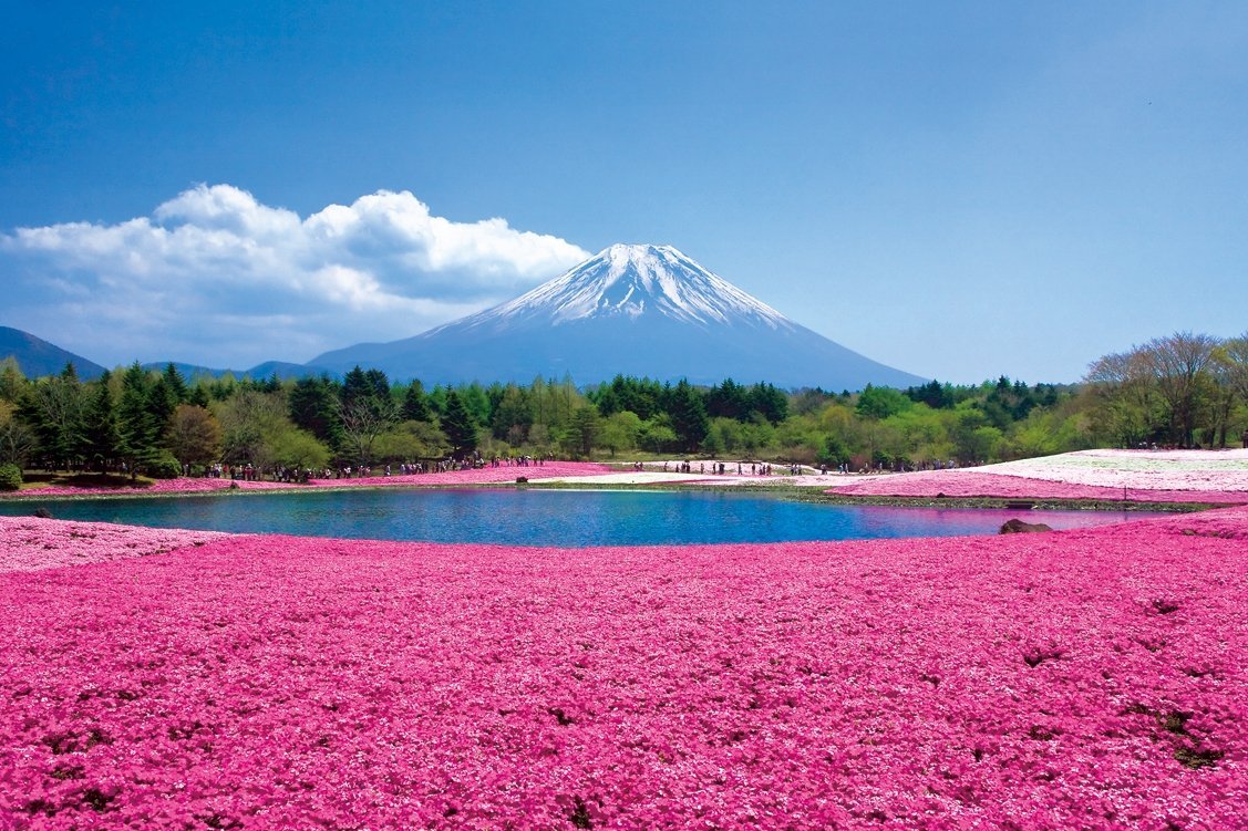 Hitsujiyama Park pink moss spring destination