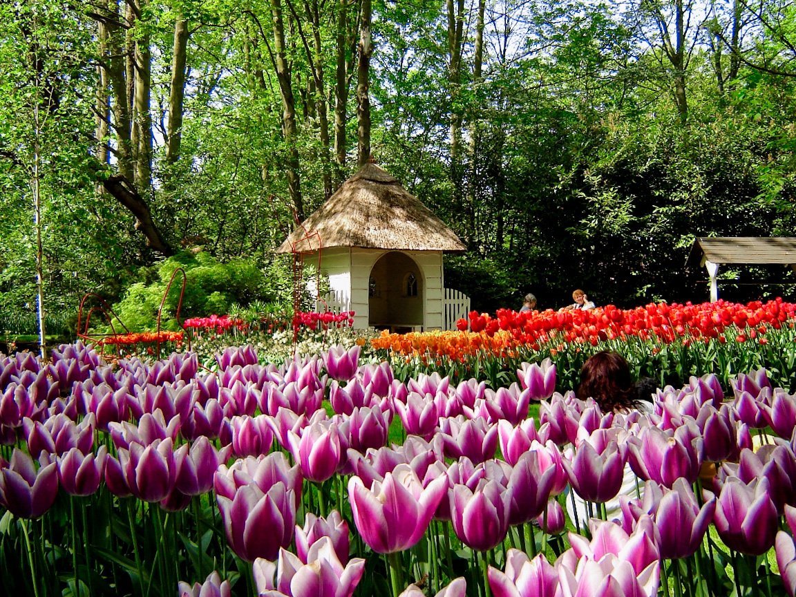 Keukenhof tulip festival Amsterdam