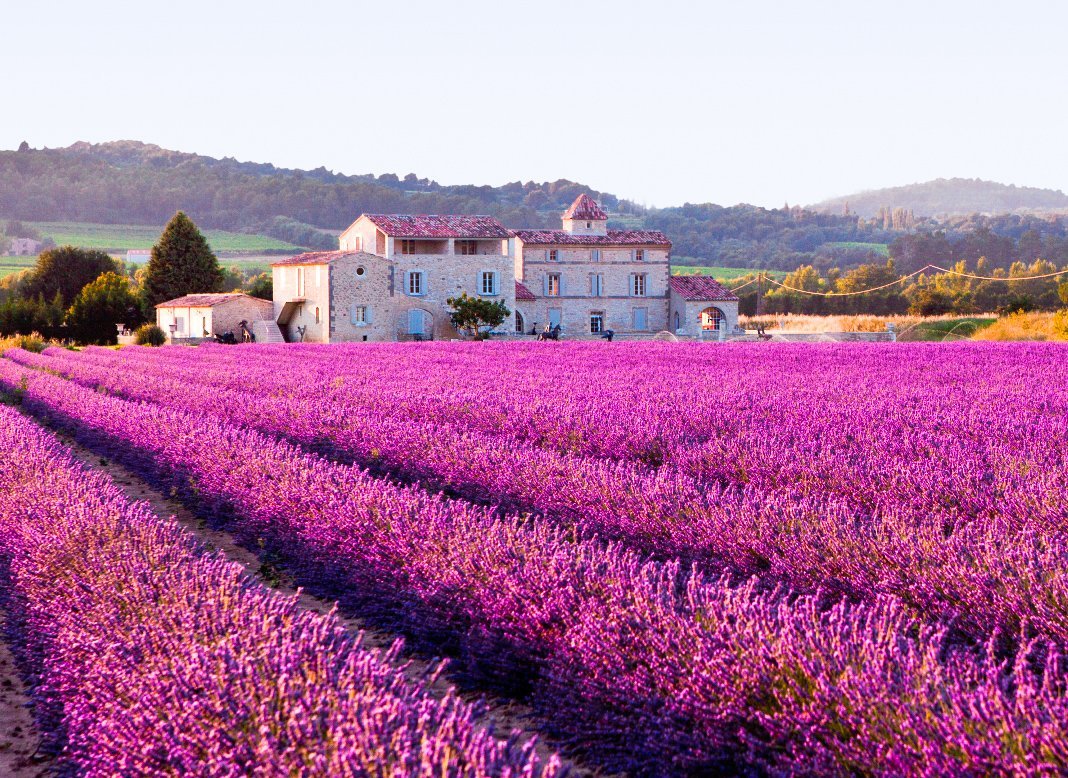 Lavender field France