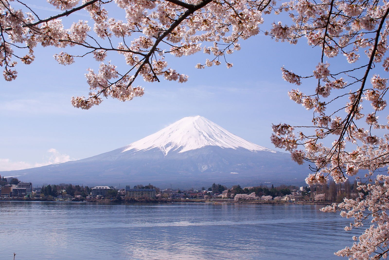 Mount Fuji Cherry blossom