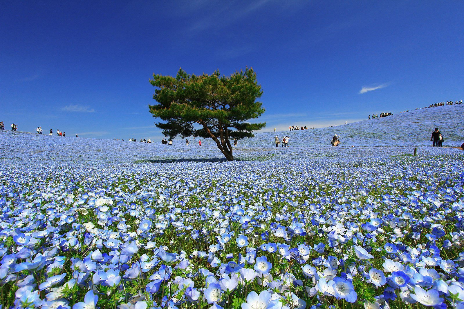 Nemophila Hitachi Seaside Park Japan