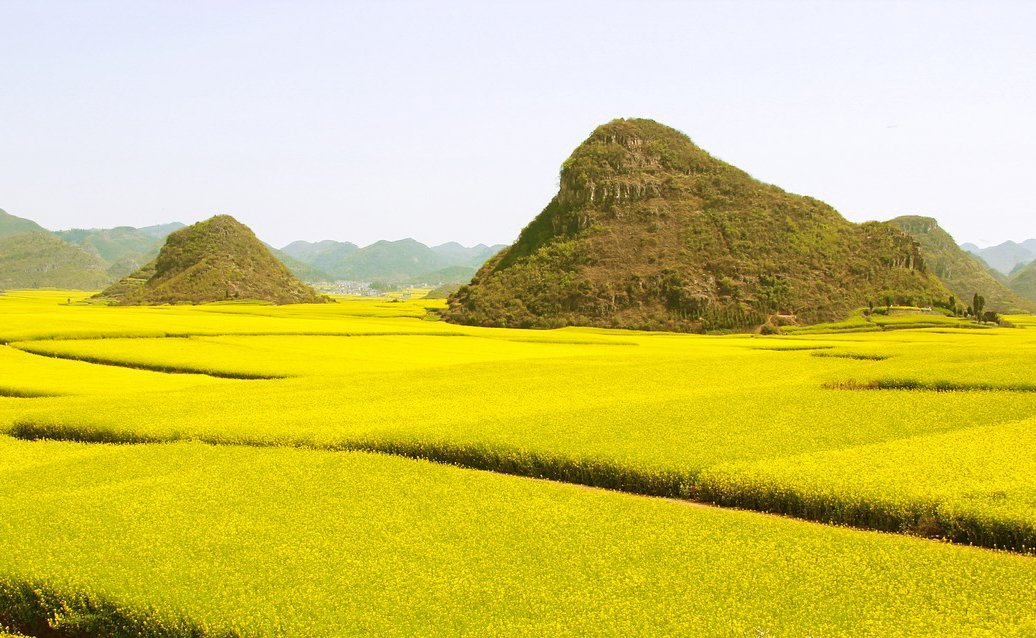 Rapeseed fields in Luoping, China  spring destination