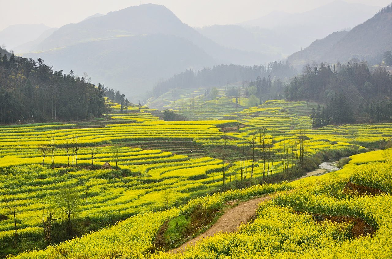 Rapeseed fields in Luoping