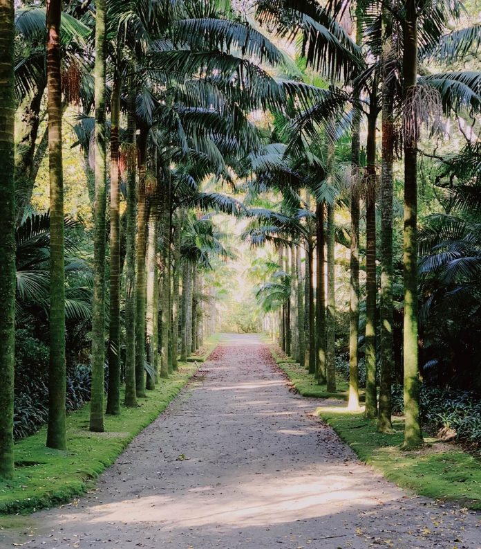 Terra Nostra park things to do in Azores sao miguel _Fotor (1)