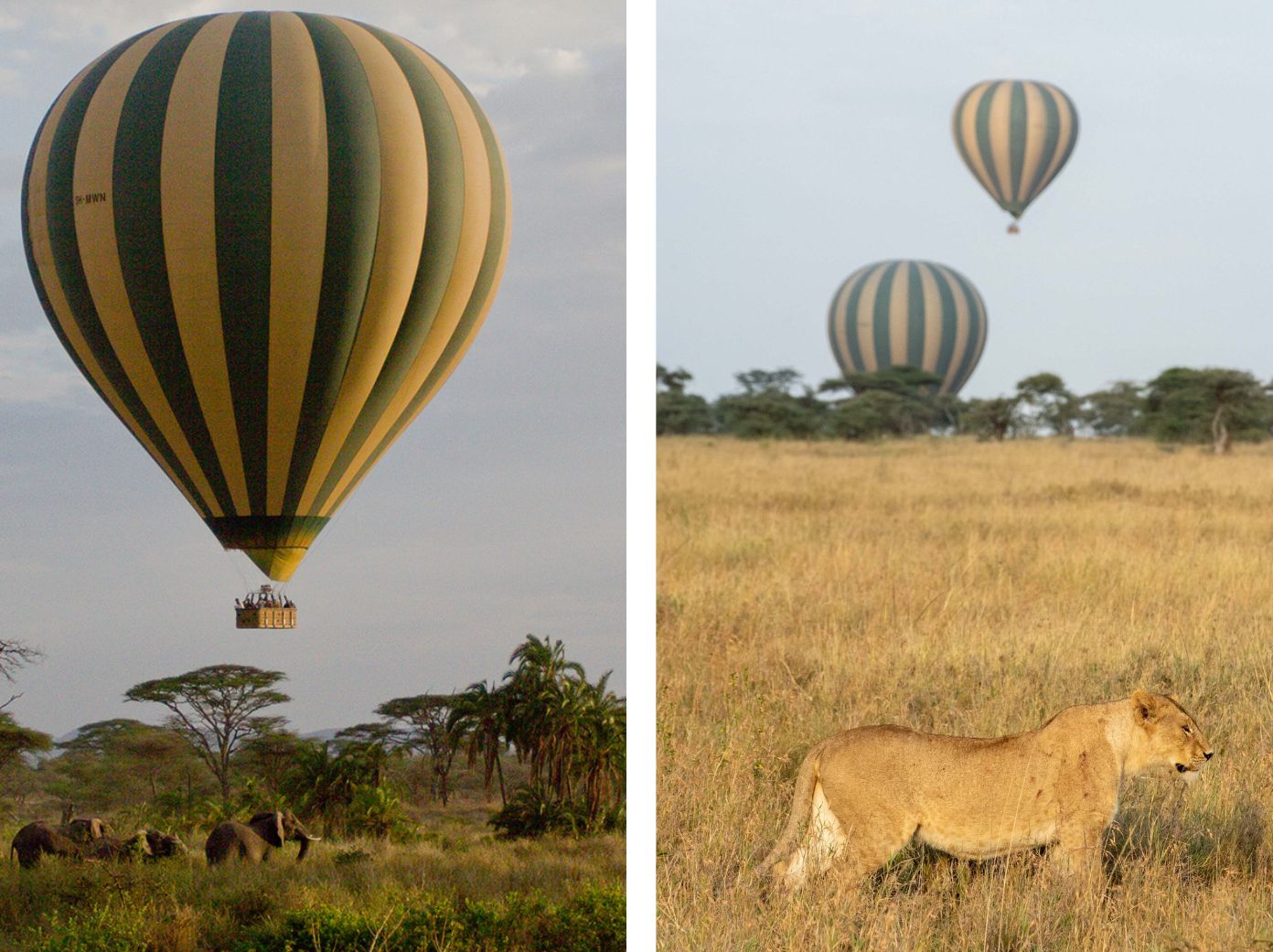 Trans-Serengeti Balloon Safari Aardvark Safaris