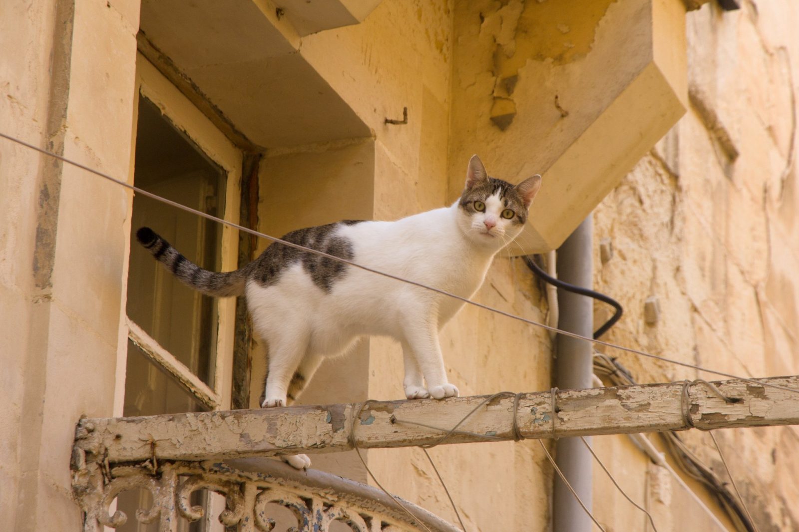 cats in malta