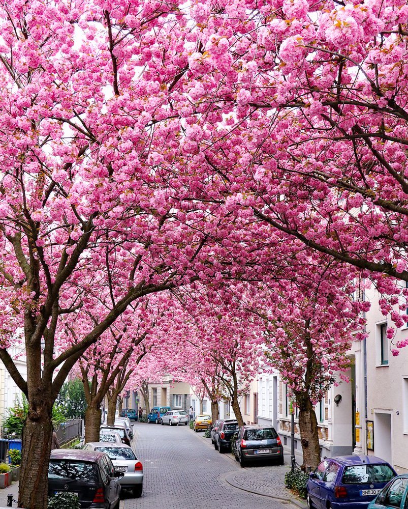 cherry blossom avenue bonn Germany spring destinations