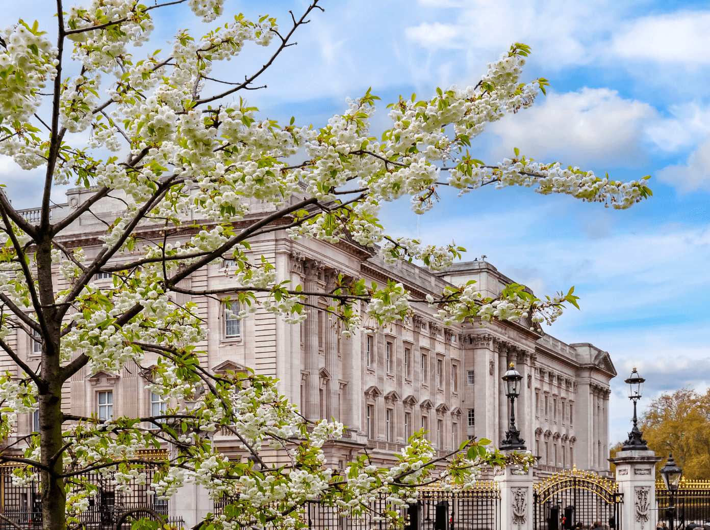 cherry blossom in london 