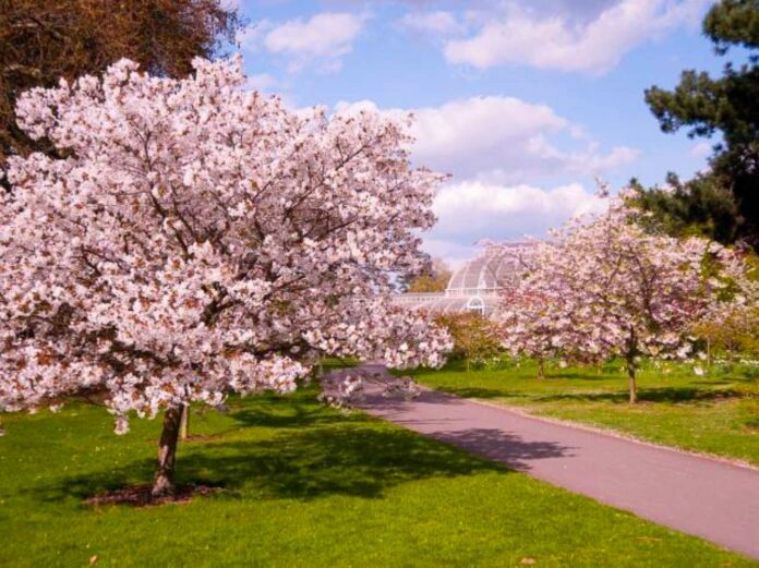 kew gardens cherry blossom