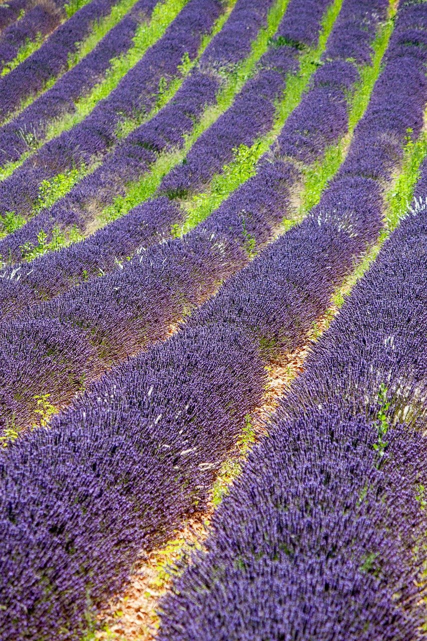 lavender fields france Luxsphere Magazine