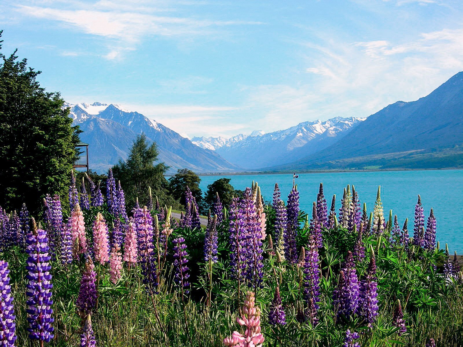 lupins at lake tekapo new zealand best spring destination