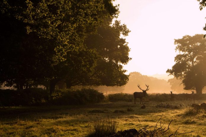 places to see in london autumn richmond park deer