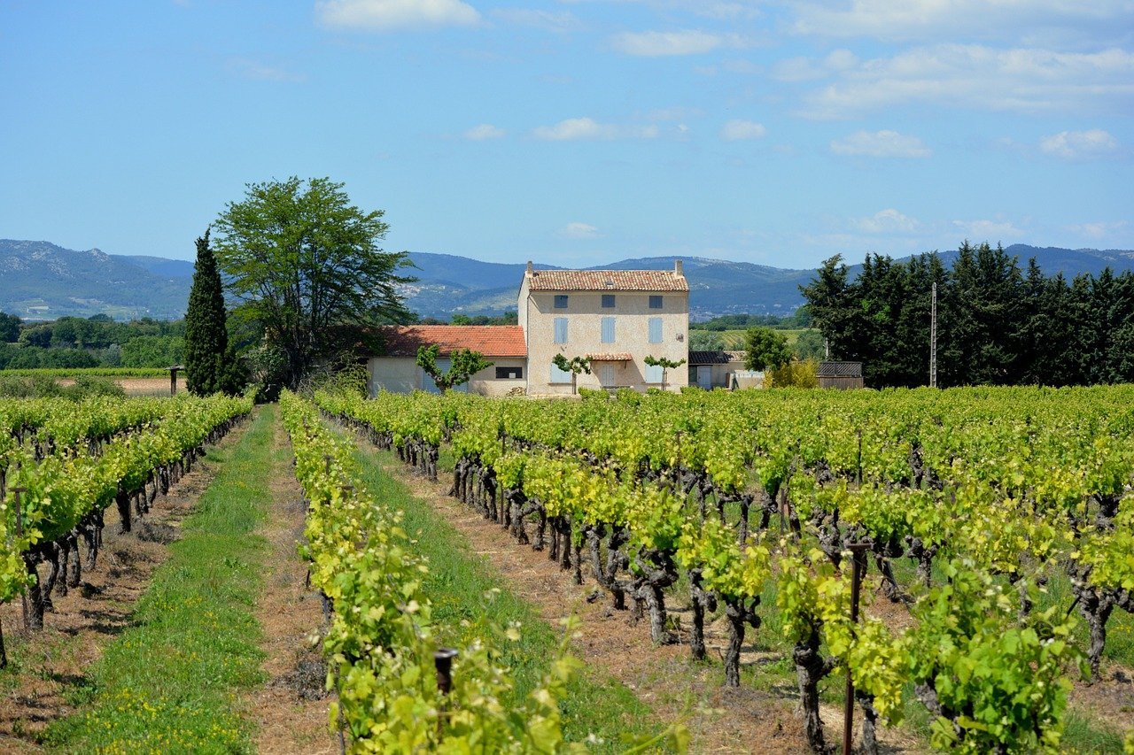 vineyard south of france