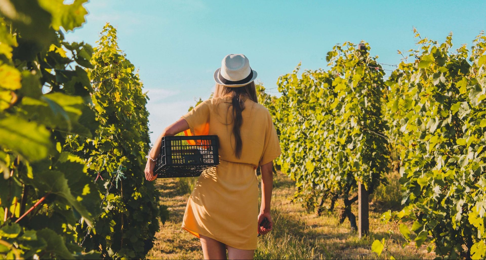 Top 8 Vineyards In UK Tours, Wine Tasting & More Luxsphere