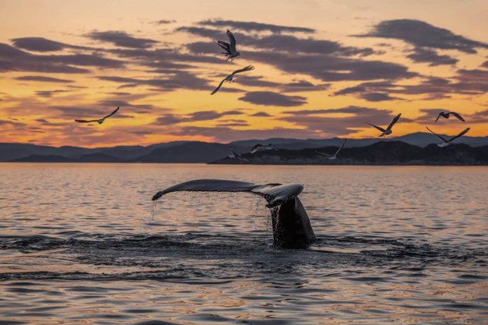 whale watching in iceland